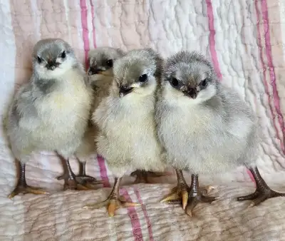 Purebred Lavender Orpington chicks, View more