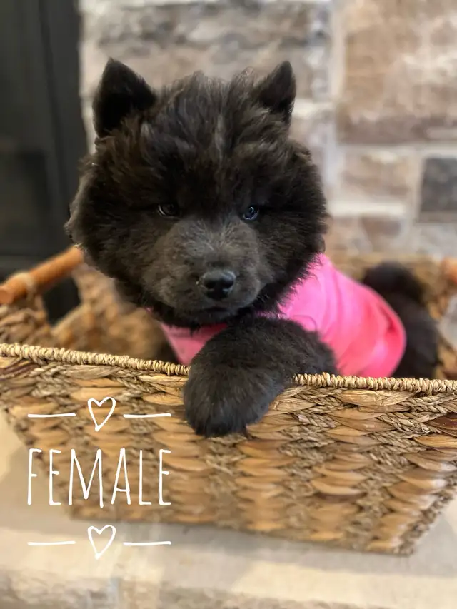 all sold -Adorable Chow Chow puppies ready to go! in Dogs & Puppies for Rehoming in City of Toronto - Image 5
