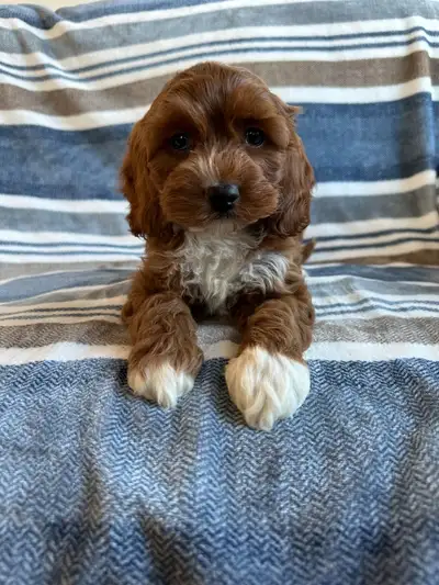 ❤️Home Raised Mini Cockapoo's With A 2 Year Health Guarantee❤️, View more