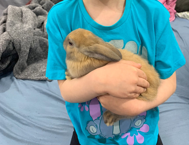 beautiful bunny (Cinnabon) lion head angora mix in Small Animals for Rehoming in Sudbury - Image 3