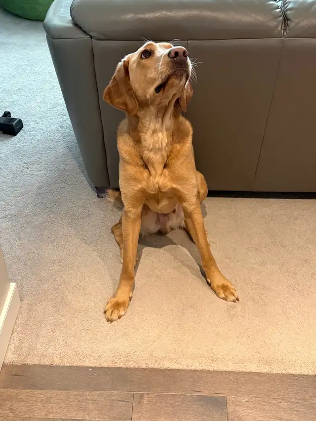 Labrador Retriever in Dogs & Puppies for Rehoming in Calgary - Image 4