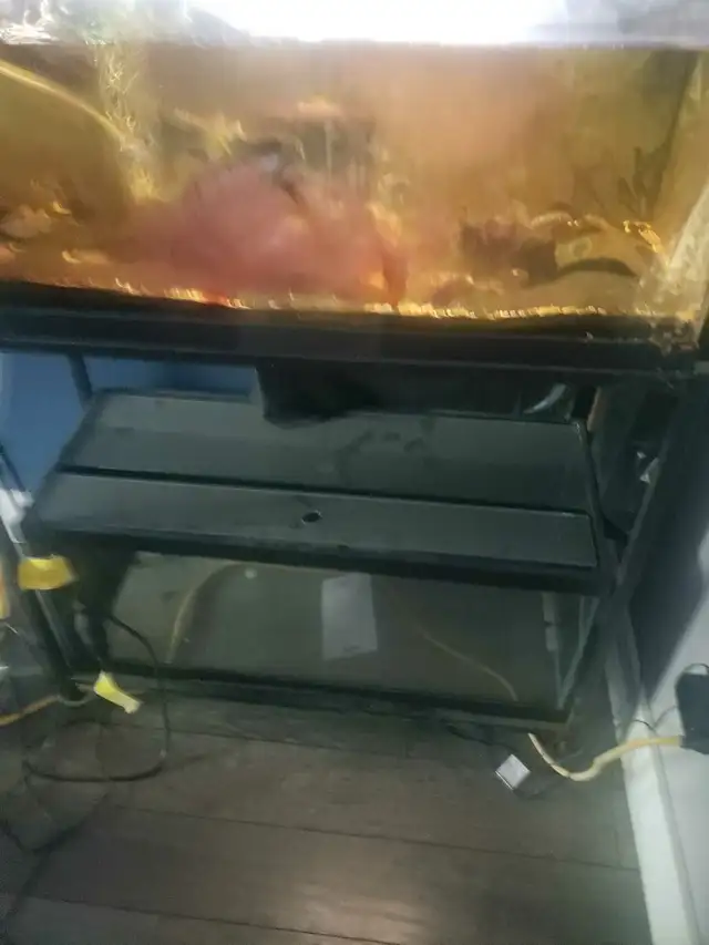 Aquariums in Fish for Rehoming in London - Image 2