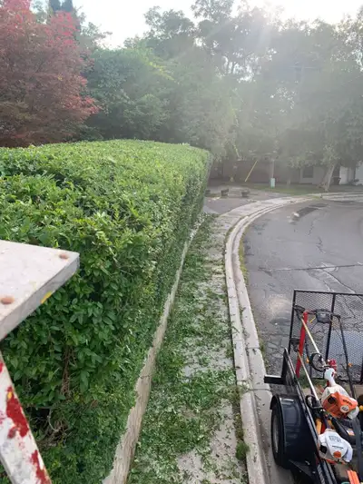 Your Trusted Tree Trimming & Hedging Expert, View more