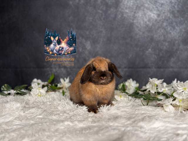 Neutered young holland lops bunnies  in Small Animals for Rehoming in Saskatoon