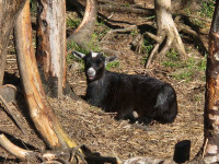 Female Saanan/pygmy goat