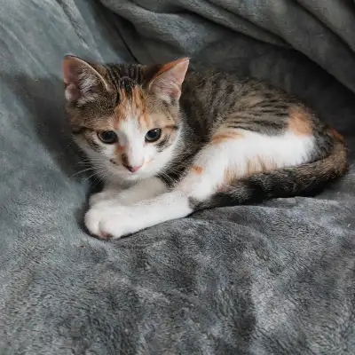 Rare Calico American short-hair tabby, View more