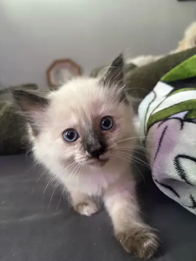 ragdoll kitten, View more