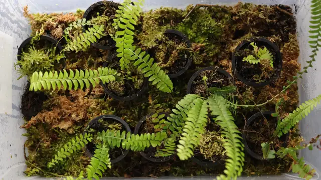 Vivarium plants in Reptiles & Amphibians for Rehoming in North Shore - Image 6