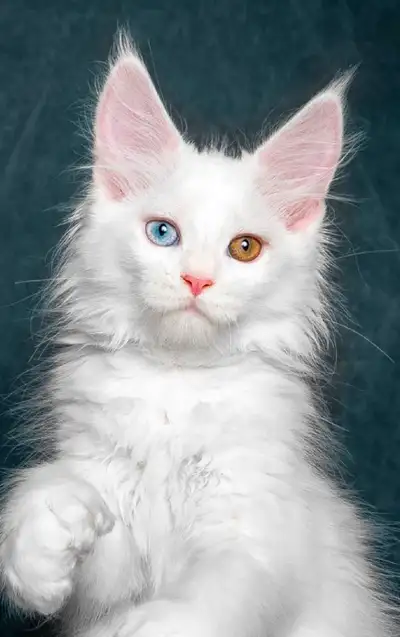 Purebred Maine Coon Kittens for adoption, View more