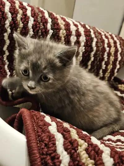 Chatons superbes, View more