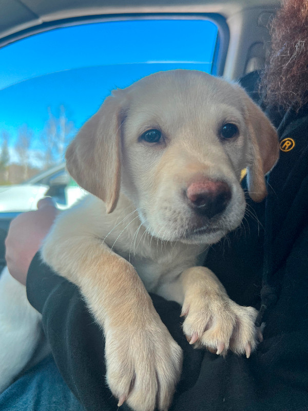 THREE FEMALES AVAILABLE Purebred Labrador Retriever Puppies in Dogs & Puppies for Rehoming in Bridgewater