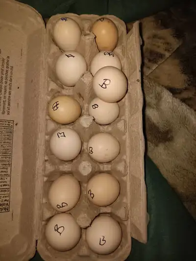 Dozen Buff Silkie Hatching Eggs Ready for your incubator