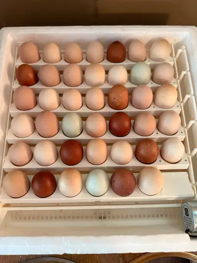 barnyard mix chicks or hatching eggs, View more