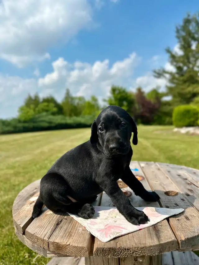 German shorthair pointer puppies in Dogs & Puppies for Rehoming in Oakville / Halton Region - Image 6