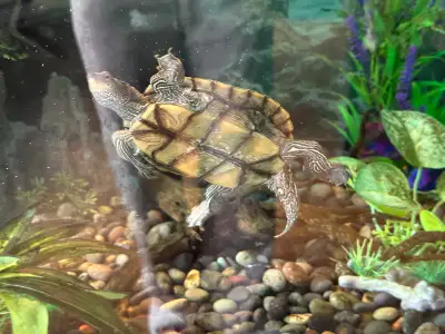 Tortue géographique, View more