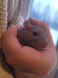 2 female pet rats (still available)