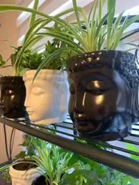 Budda with ivy or spider plant