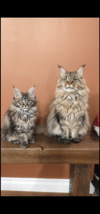 XL majestic Maine coons