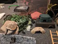 Large collection of reptile stuff! 