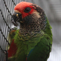 Hand raised friendly ROSIFRON CONURE babies