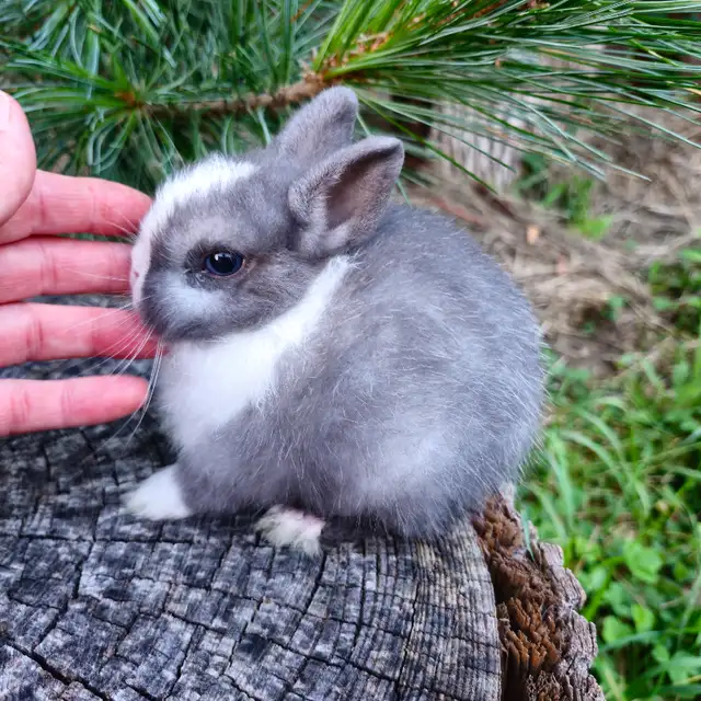 EXTRAORDINAIRE BEBE LAPIN BELIER HOLLANDAIS ET NAIN NÉERLANDAIS in Small Animals for Rehoming in City of Montréal - Image 10