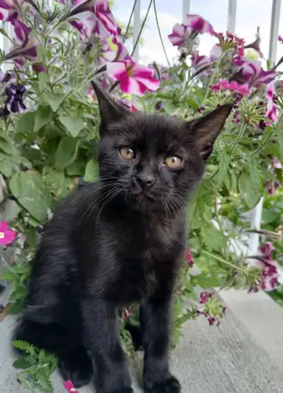 1 chaton MIGNON comme tout ! SPÉCIAL, View more