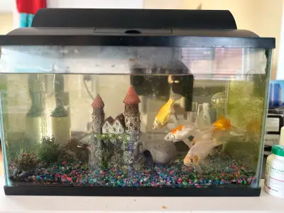 Rehoming 4 gold fishes with tank and accessories , View more