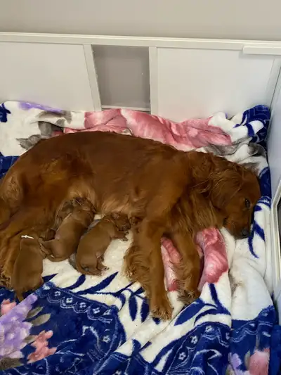 Golden Irish puppy , View more