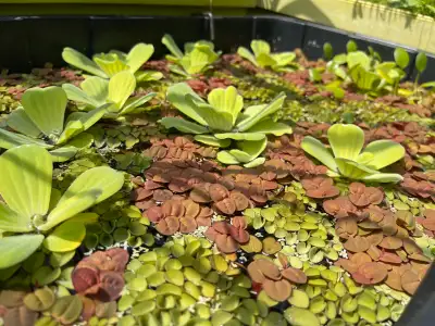 floating plants , View more