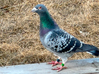 Racing/homing pigeons
