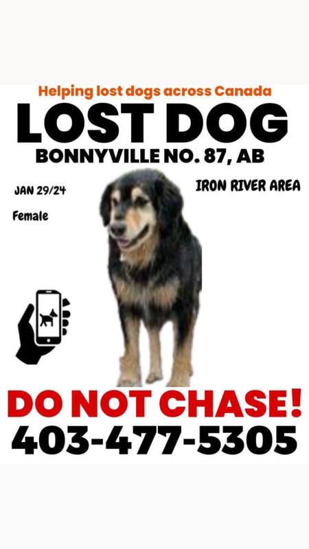 REWARD: Lost/Stolen Dog dans Animaux perdus/trouvés  à Ville d’Edmonton