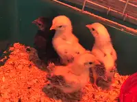 Serama chicks for sale 