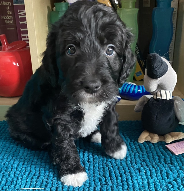 Border doodles (border collie X toy poodle) Dogs & Puppies for