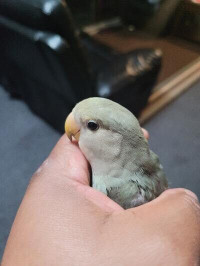 BABY LOVE BIRDS FOR SALE!