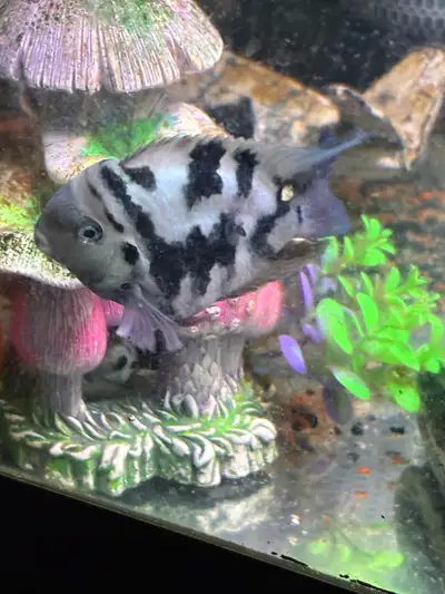 Will look like this full grown. Right now they are about 1/4 inch long pick up only trade for plants...