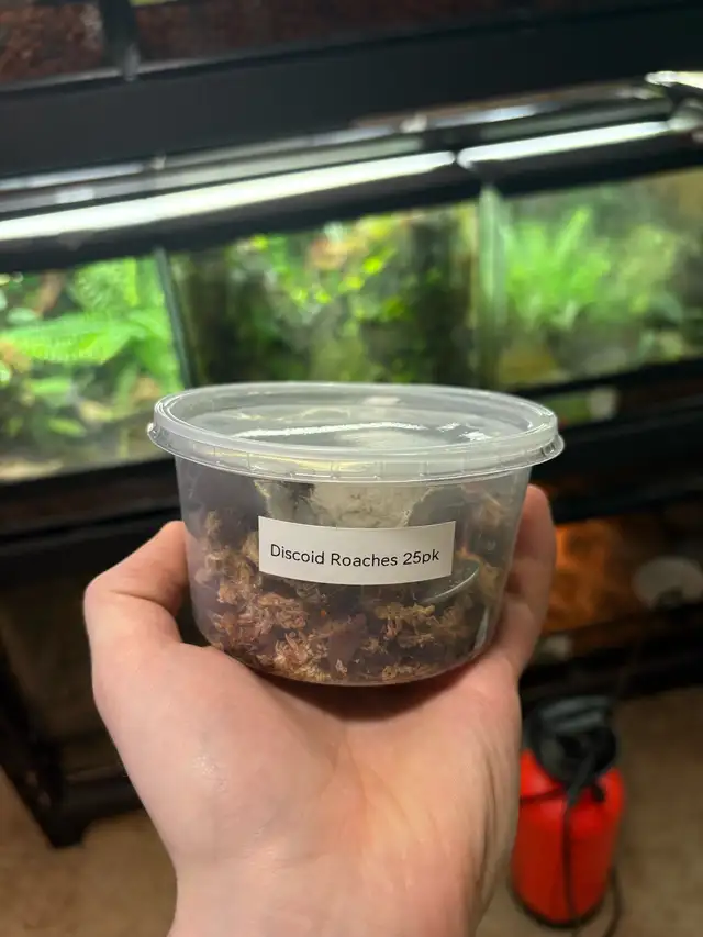 Discoid Roaches in Reptiles & Amphibians for Rehoming in Portage la Prairie - Image 4