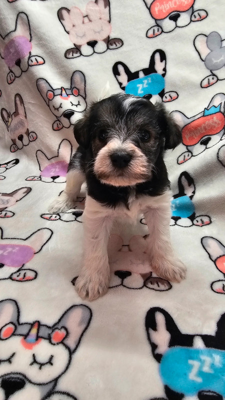 Mini Schnauzer Puppies CKC Registered in Dogs & Puppies for Rehoming in City of Halifax - Image 2