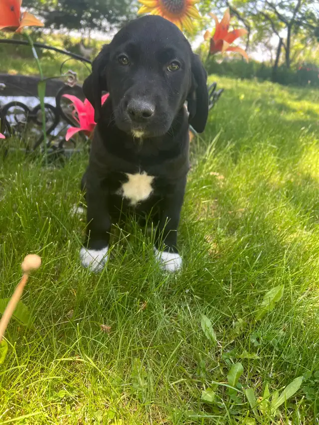 Lab Mix puppies please call 705-995-5137 in Dogs & Puppies for Rehoming in Barrie - Image 7