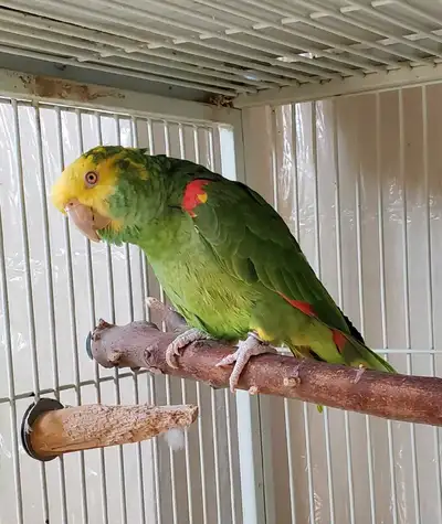 male double yellow head amazon parrot available, View more