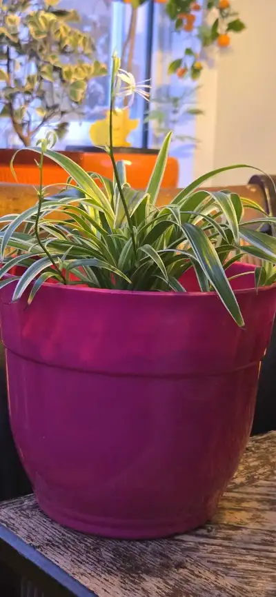 PLANT SALE! Large Spider Plant in New Pink Plastic Pot, View more