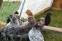 Barnyard Mix Chickens for Sale