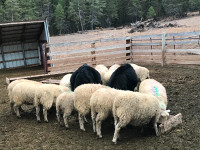 sheep for sale
