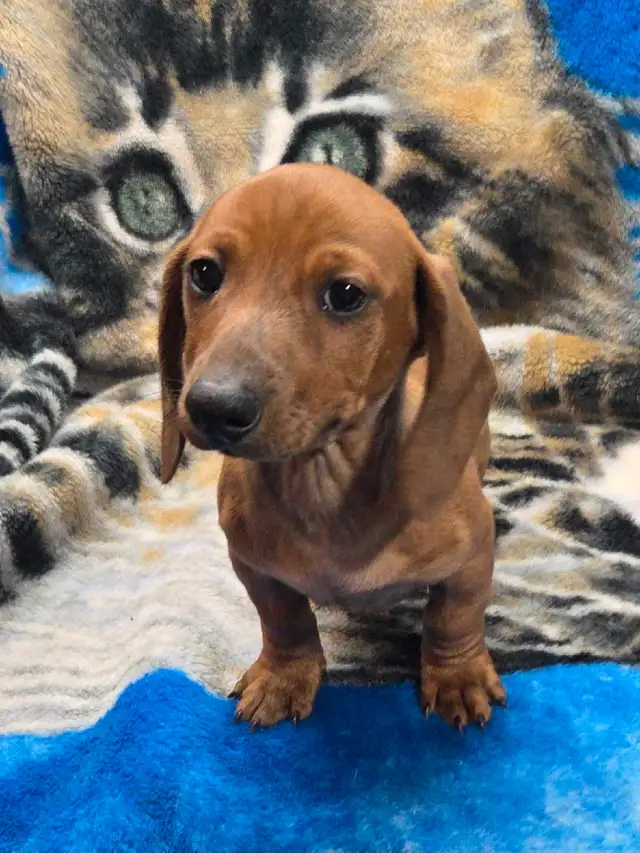 chiot teckel standard male poil court in Dogs & Puppies for Rehoming in Laurentides - Image 8
