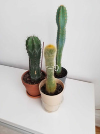 1 Cactus 