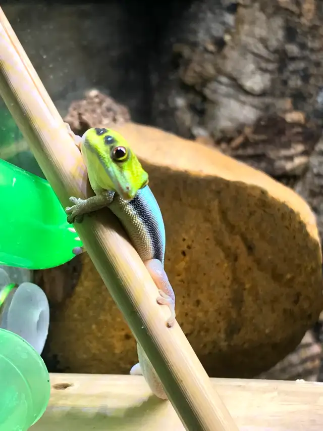 Neon Day Geckos in Reptiles & Amphibians for Rehoming in Victoria - Image 3