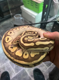 1.5 year old male clown/pastel Ball python