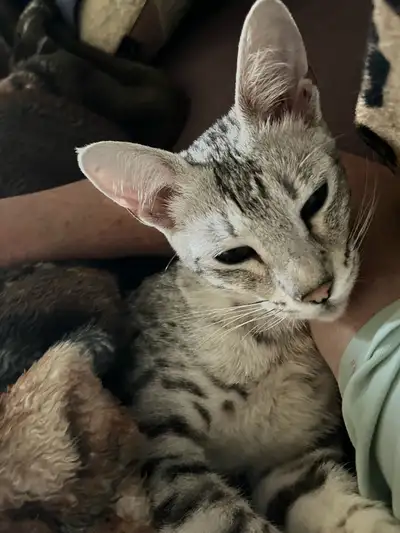 F4 female savannah registered with tica, View more