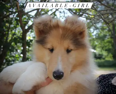 Rough Collie Puppies, View more