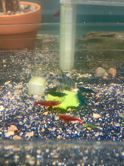 5 Neo Shrimp- Brown & Black Mix. Otocinclus, Albino Corydora, View more