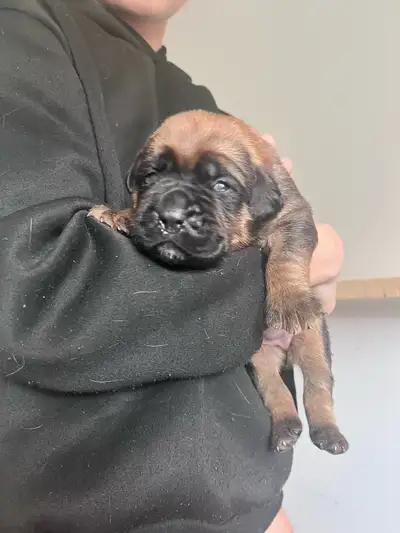 Mastiff puppy’s❤️, View more